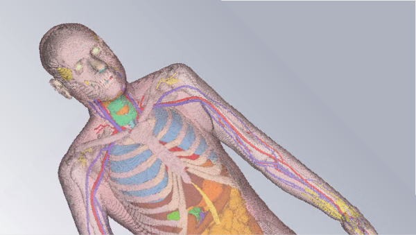 充実の人体モデルデータセット