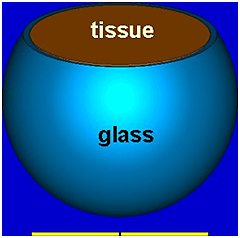 図 1：組織材質とガラスのベーシックな頭部ファントム。黄色線は励起ダイポールアンテナ。